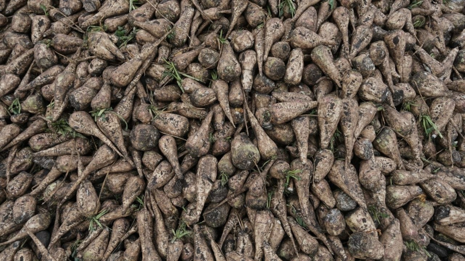 Сахăр кăшманĕн тухăçĕ – рекорд шайĕнче